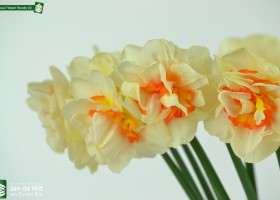 Narcissus Flower Parade (4)