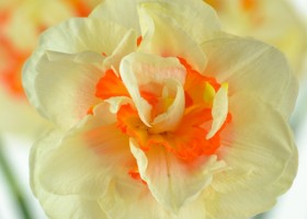 Narcissus Flower Parade (5)