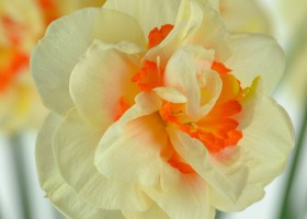 Narcissus Flower Parade (6)