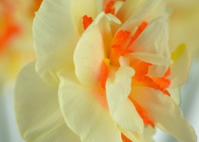 Narcissus Flower Parade (7)