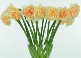 Narcissus Flower Surprise (1)