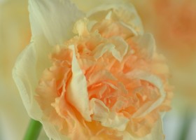 Narcissus Flower Surprise (10)