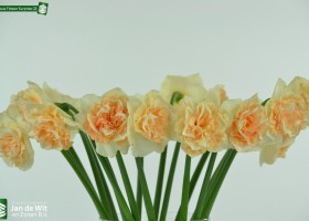 Narcissus Flower Surprise (2)