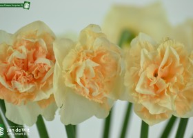 Narcissus Flower Surprise (3)