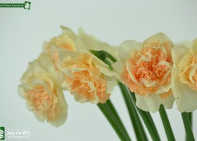 Narcissus Flower Surprise (4)