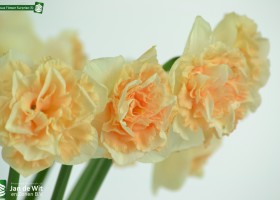 Narcissus Flower Surprise (5)
