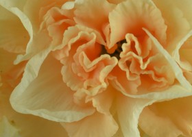 Narcissus Flower Surprise (6)