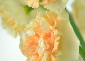 Narcissus Flower Surprise (7)