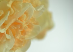 Narcissus Flower Surprise (8)