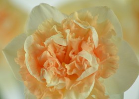 Narcissus Flower Surprise (9)