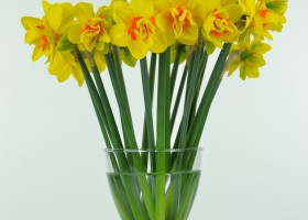 Narcissus Isha (1)