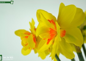 Narcissus Isha (5)