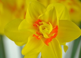 Narcissus Isha (6)