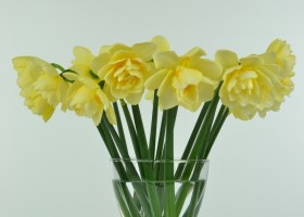 Narcissus Manly (1)