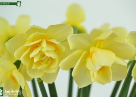 Narcissus Manly (3)