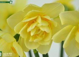 Narcissus Manly (4)