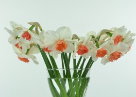 Narcissus Perfect Lady (1)