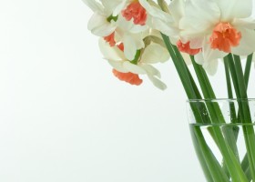 Narcissus Perfect Lady (2)