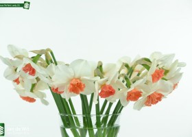 Narcissus Perfect Lady (3)