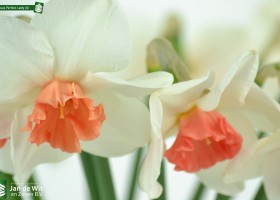 Narcissus Perfect Lady (4)