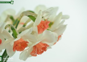 Narcissus Perfect Lady (5)