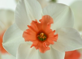 Narcissus Perfect Lady (6)