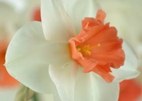 Narcissus Perfect Lady (7)