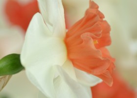 Narcissus Perfect Lady (8)