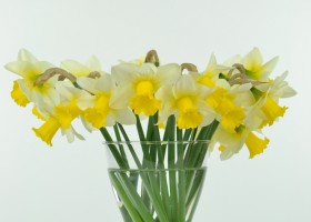 Narcissus Smiling Sun (1)