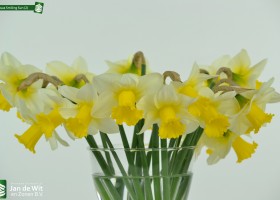 Narcissus Smiling Sun (2)