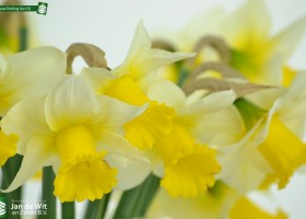 Narcissus Smiling Sun (3)