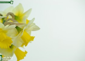 Narcissus Smiling Sun (4)