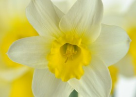 Narcissus Smiling Sun (5)