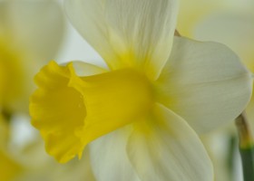 Narcissus Smiling Sun (6)