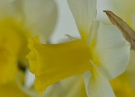 Narcissus Smiling Sun (7)