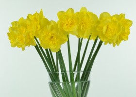 Narcissus Spring Paradijs (1)