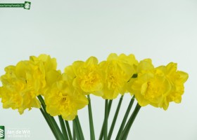 Narcissus Spring Paradijs (2)