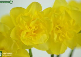 Narcissus Spring Paradijs (3)