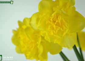 Narcissus Spring Paradijs (4)
