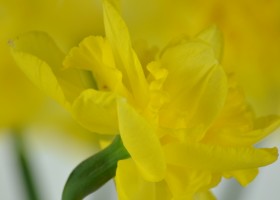 Narcissus Spring Paradijs (5)