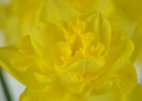 Narcissus Spring Paradijs (6)