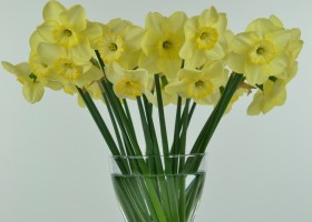 Narcissus Suave (1)