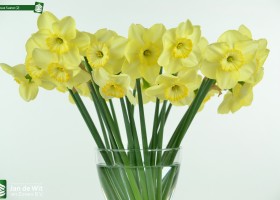 Narcissus Suave (2)