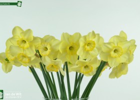 Narcissus Suave (3)