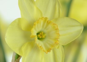 Narcissus Suave (6)
