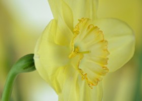 Narcissus Suave (7)