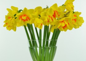 Narcissus Vulcanello (1)