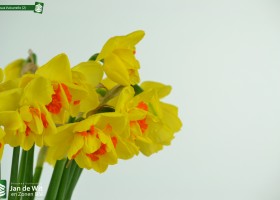 Narcissus Vulcanello (2)