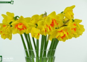 Narcissus Vulcanello (3)