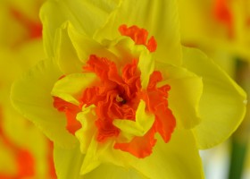 Narcissus Vulcanello (4)